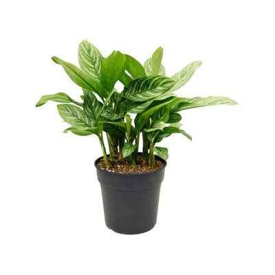 Aglaonema stripes 30x75 cm
