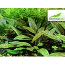 Kryptokoryna purpurea