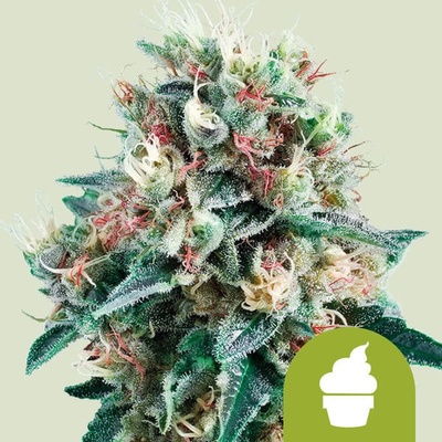 Royal Queen Seeds Royal Creamatic semena neobsahují THC 5 ks – Zboží Dáma
