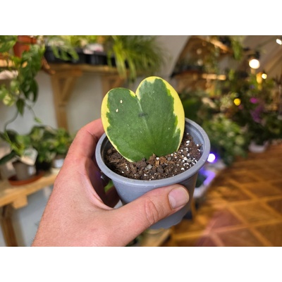 Baby Hoya kerrii variegata