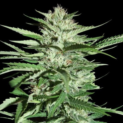 G13 Labs Seeds Pineapple Express semena neobsahují THC 5 ks