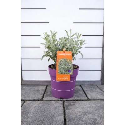 Vŕba plstnatá (Salix candida) ´ICEBERG ALLEY´® FIRST EDITION -výška 20-30 cm, kont. C2L
