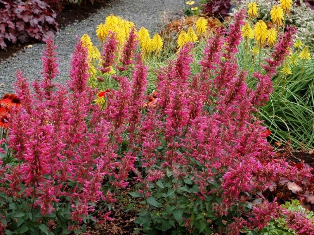 Agastache Morello