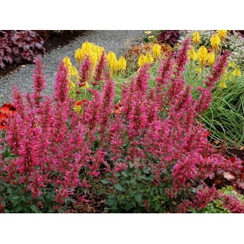 Agastache Morello