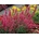 Agastache Morello