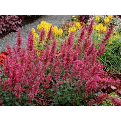 Agastache Morello