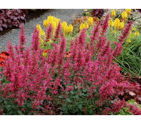 Agastache Morello
