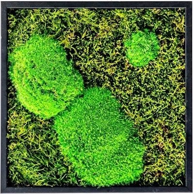 Gardners Mechový obraz 22x22 cm kombinovaný mech kopečkový s plochým, černá