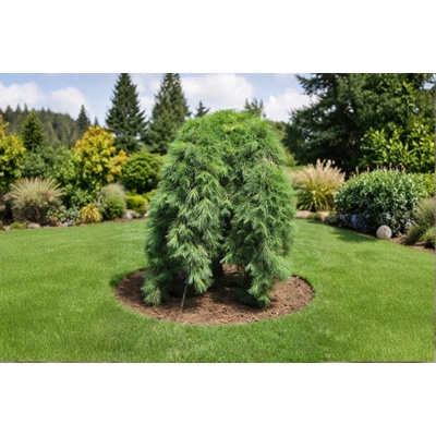 Borovica jotosho Pendula na kmienku, výška 90-100 cm, kvetináč 25 l