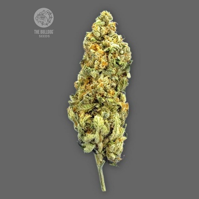 The Bulldog Seeds Mimosa semienka neobsahujú THC 3 ks