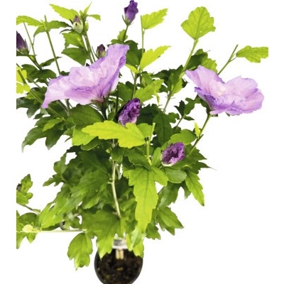 Ibištek sýrsky na kmienku FloraSelf Hibiscus syriacus 'Lavender Chiffon' výška kmeňa 50 cm kvetináč 3 l