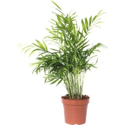 Palma horská FloraSelf Chamaedorea elegans 45-55 cm kvetináč Ø 12 cm