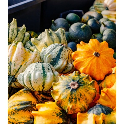 Tykvičky okrasné Koruna směs - Cucurbita pepo - prodej semen - 40 ks
