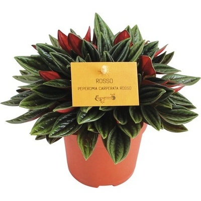 Pepřinec, pepřinec trpasličí FloraSelf Peperomia rosso 15-20 cm květináč Ø 10,5 cm