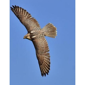 Falcon: Birds of Prey in the Genus Falco, Which Includes about 40 Species. Falcons Are Widely Distributed on All Continents of (2019)