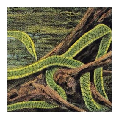 Rainforest Spiritual Enslavement - Green Graves galaxy Green LP