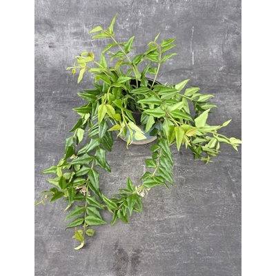 Hoya Bella 12 cm – Zboží Mobilmania