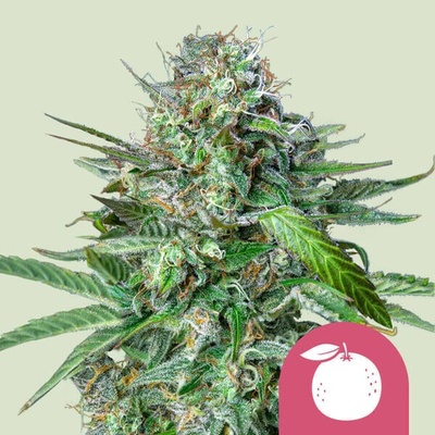 Royal Queen Seeds Tangie semienka neobsahujú THC 10 ks