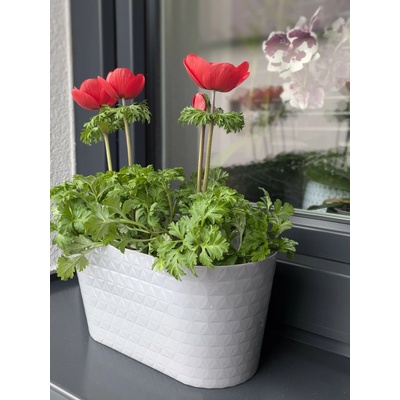 FORESTINA Truhlík Diamond Petit 27cm platinum
