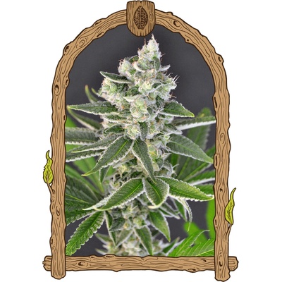 Exotic Seed Pink Hokkaido semienka neobsahujú THC 3 ks