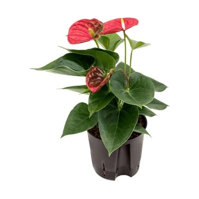 Anthurium andreanum sierra red 13/12 výška 35 cm