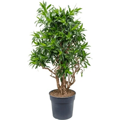 Pleomele (Dracaena) Reflexa 'Song of Jamaica' 34 x140 cm
