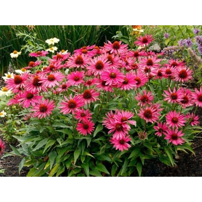Echinacea purpurová Kismet Raspberry