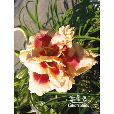 Lukon Glads Denivka FORTY SECOND STREET - hemerocallis