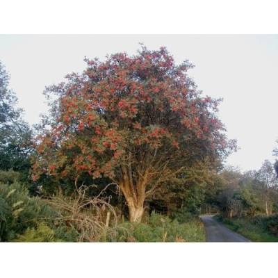 Jarabina vtáčia (Sorbus aucuparia) - výška 200-250 cm, kont. C30L