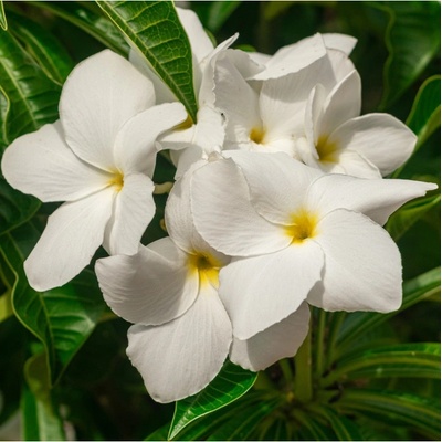 Plumérie - Havajská květina - Plumeria - semena - 3 ks