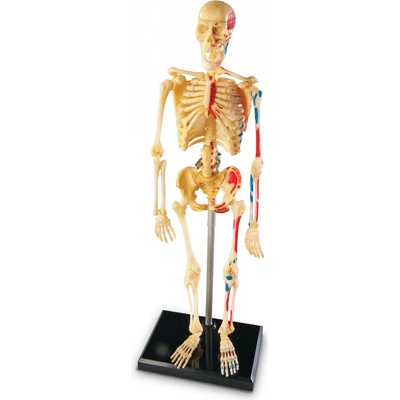 Learning Resources Anatomický model lidské kostry