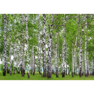 AG Design FTNS-2448 Vliesová fototapeta Břízový les rozměry 360 x 270 cm