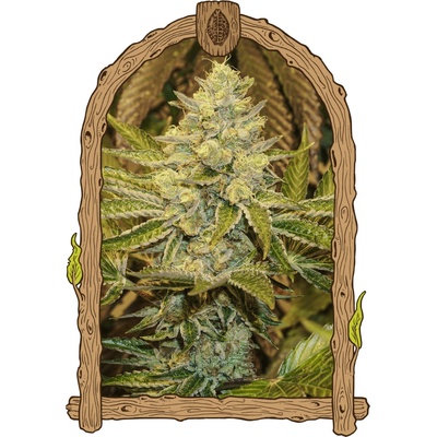 Exotic Seed Exotic Animal semienka neobsahujú THC 3 ks