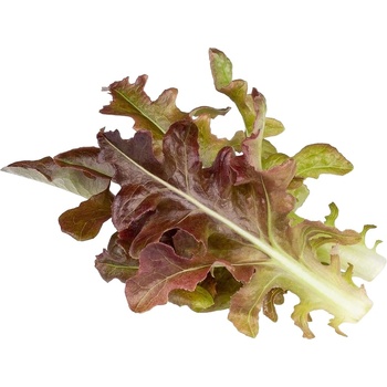 Click & Grow Семена Click and Grow - Червена маруля Дъбов лист, 3 пълнителя (SGR95X3)