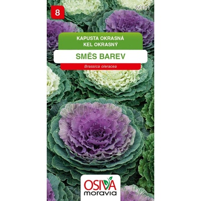 Kapusta okrasná směs barev