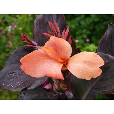 Kana hybridná CannaSun Rosita