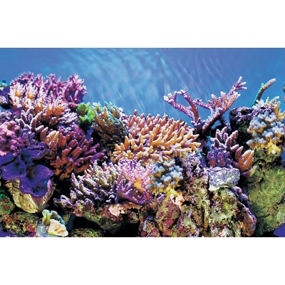 SuperFish Deco Poster A 60x30 cm