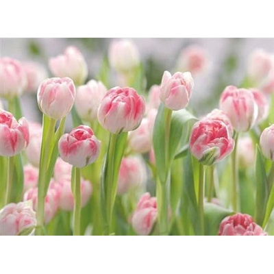 Komar 8-708 Fototapety ružové tulipány 368 cm x 254 cm