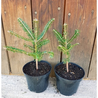 Jedľa biela (Abies alba) veľkosť 20cm+