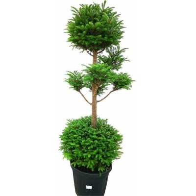 Jedľa kórejská bonsaj, výška 130-170 cm, kvetináč 55 l