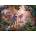Ravensburger - Puzzle Family of wolves in summer - 1 000 piese