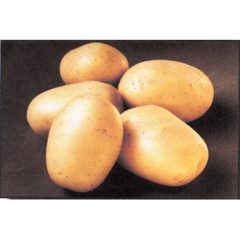 Sadbové brambory BALLERINA rané 10 kg