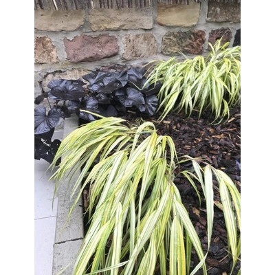 Rákosovka velká FloraSelf Hakonechloa macra 'Aureola' 5-20 cm květináč 14 cm