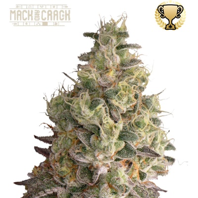 Seedstockers Superior Mack & Crack Auto semena neobsahují THC 3 ks