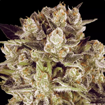 Paradise Seeds Durga Mata II CBD semena neobsahují THC 5 ks