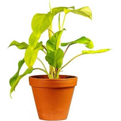 Gardners Philodendron Mix, průměr 12-14 cm - Zachraň Kytku Filodendron