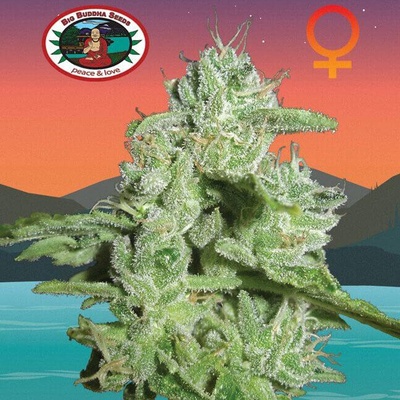 Big Buddha Seeds California Orange Cheese semienka neobsahujú THC 5 ks