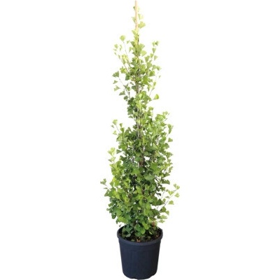 Ginko dvojlaločné, ginkgo biloba FloraSelf Ginkgo biloba 'Fastigiata Blagon' ® výška 125-150 cm kvetináč 25 l