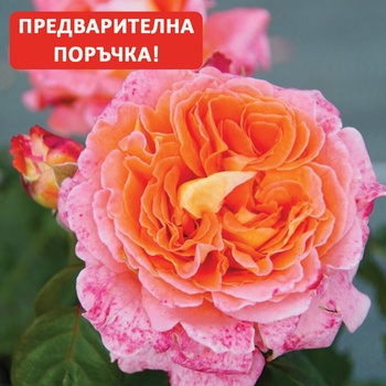 Guillot® Роза Notre Dame du Rosaire®