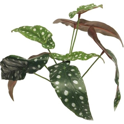 Begónie puntiky zelená V33 cm